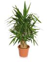 Pianta di Yucca