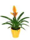 Pianta di Vriesea