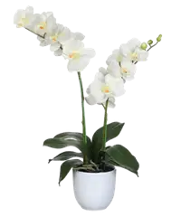 Orchidea Phalaenopsis bianca