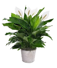 Pianta