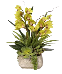 Composizione di Orchidee e piante grasse