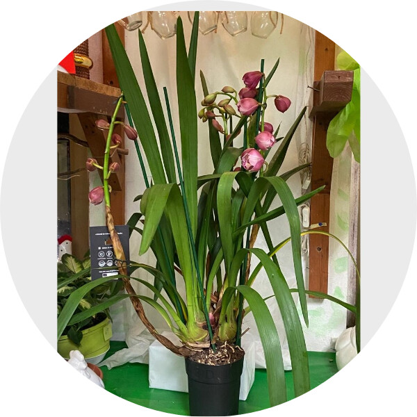 Orchidea